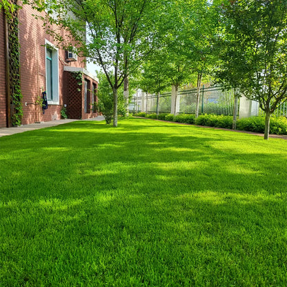 🔥Spring Special Offer 59% OFF🔥🌱2026 Evergreen Dwarf Grass Seed | For Four Seasons